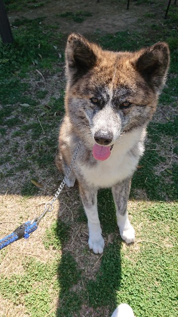 f:id:MS84akn:20200609220133j:image