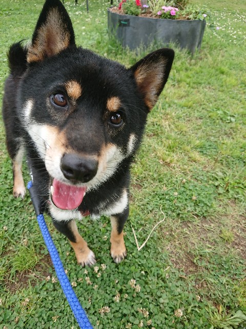 f:id:MS84akn:20200630004236j:image