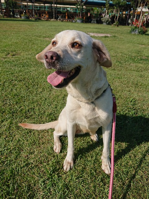 f:id:MS84akn:20200630005151j:image