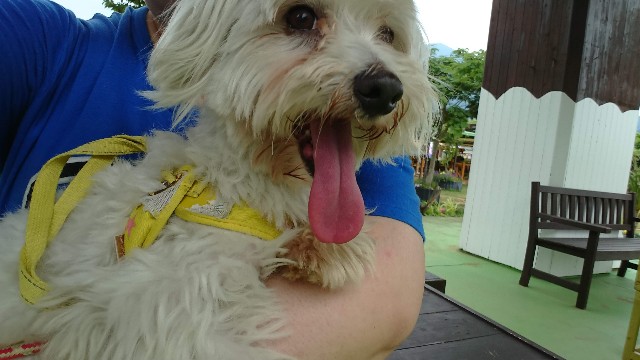 f:id:MS84akn:20200630010340j:image