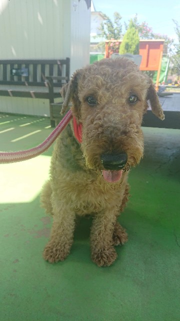 f:id:MS84akn:20200702103101j:image