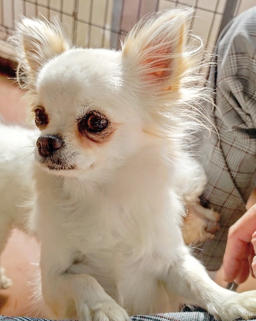 f:id:MS84akn:20201108091350j:image