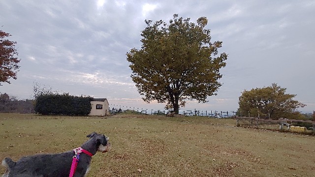 f:id:MS84akn:20201108192004j:image