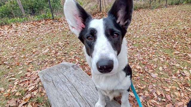 f:id:MS84akn:20201108195817j:image