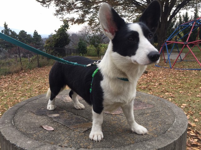 f:id:MS84akn:20201108195850j:image