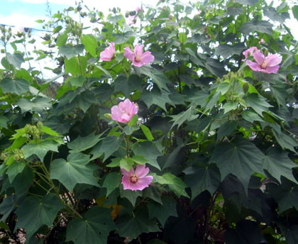 f:id:MSHIBATA:20100831052737j:image