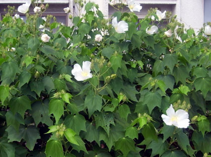 f:id:MSHIBATA:20100831052842j:image