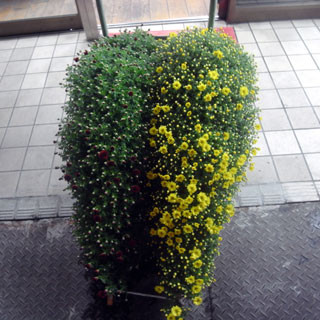 f:id:MSHIBATA:20101025025606j:image