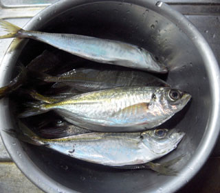 f:id:MSHIBATA:20110109000654j:image