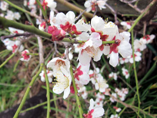 f:id:MSHIBATA:20110224182843j:image