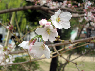 f:id:MSHIBATA:20110402202048j:image