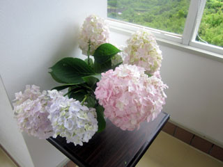 f:id:MSHIBATA:20110619171531j:image