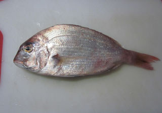f:id:MSHIBATA:20110913203916j:image