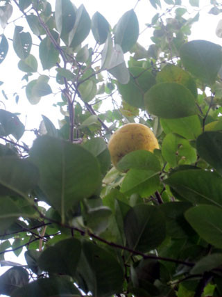 f:id:MSHIBATA:20111029190848j:image