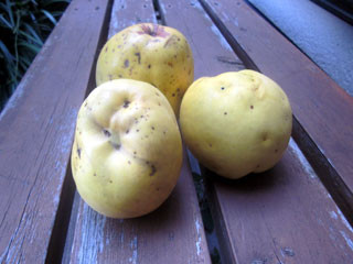 f:id:MSHIBATA:20111029190916j:image