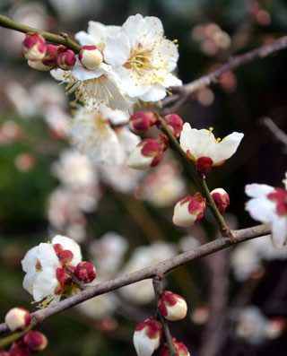 f:id:MSHIBATA:20120301073355j:image