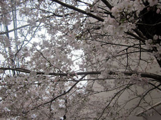 f:id:MSHIBATA:20120411043243j:image