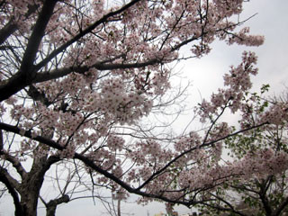 f:id:MSHIBATA:20120416052553j:image