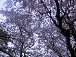 f:id:MSHIBATA:20120417063817j:image