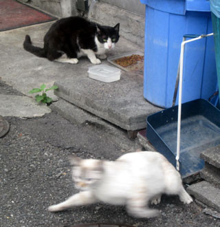 f:id:MSHIBATA:20120625212938j:image