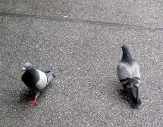 f:id:MSHIBATA:20120625213009j:image