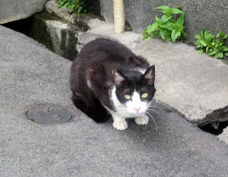 f:id:MSHIBATA:20120625213044j:image