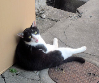 f:id:MSHIBATA:20120711010426j:image