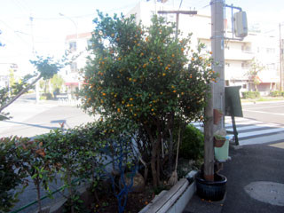 f:id:MSHIBATA:20121108200043j:image