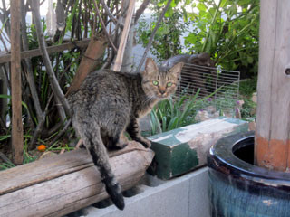 f:id:MSHIBATA:20121108200106j:image