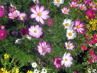 f:id:MSHIBATA:20121111071942j:image