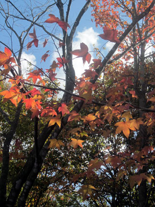 f:id:MSHIBATA:20121124044537j:image