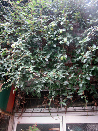 f:id:MSHIBATA:20121223055228j:image
