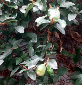 f:id:MSHIBATA:20121223055254j:image