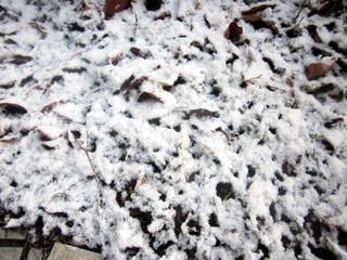 f:id:MSHIBATA:20130128073924j:image