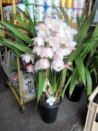 f:id:MSHIBATA:20130323063417j:image