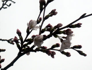 f:id:MSHIBATA:20130326170550j:image