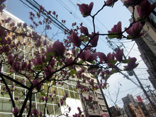 f:id:MSHIBATA:20130331042901j:image