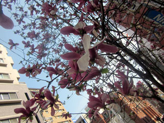f:id:MSHIBATA:20130331042941j:image