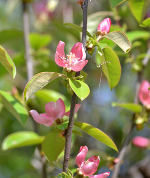 f:id:MSHIBATA:20130408163601j:image