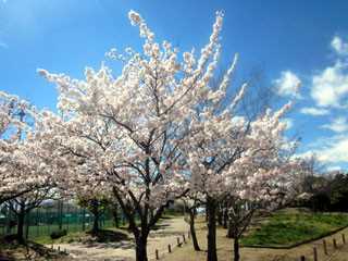 f:id:MSHIBATA:20130410003217j:image f:id:MSHIBATA:20130410003217j:image