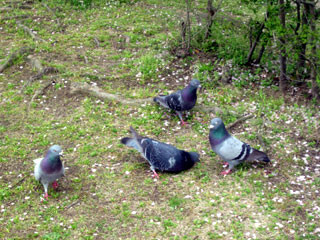 f:id:MSHIBATA:20130410003349j:image f:id:MSHIBATA:20130410003349j:image