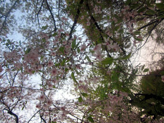 f:id:MSHIBATA:20130418050238j:image