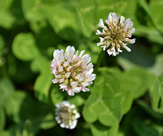 f:id:MSHIBATA:20130506065159j:image