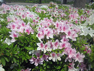 f:id:MSHIBATA:20130509070004j:image