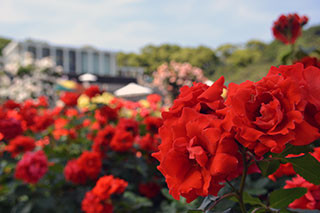 f:id:MSHIBATA:20130526180032j:image