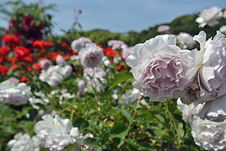 f:id:MSHIBATA:20130526180206j:image