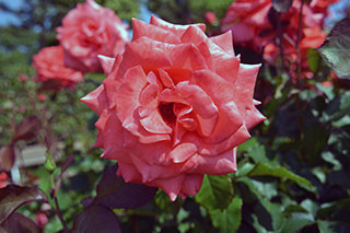 f:id:MSHIBATA:20130526180253j:image