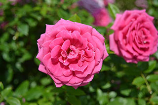 f:id:MSHIBATA:20130526180325j:image