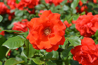 f:id:MSHIBATA:20130526180518j:image