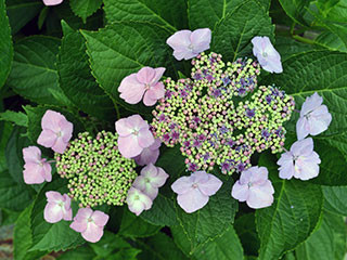 f:id:MSHIBATA:20130611063935j:image f:id:MSHIBATA:20130611063935j:image